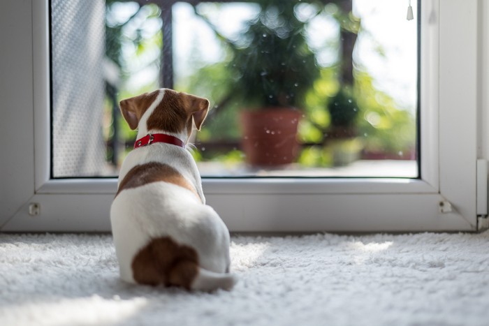 Dog-Door-Everett-WA